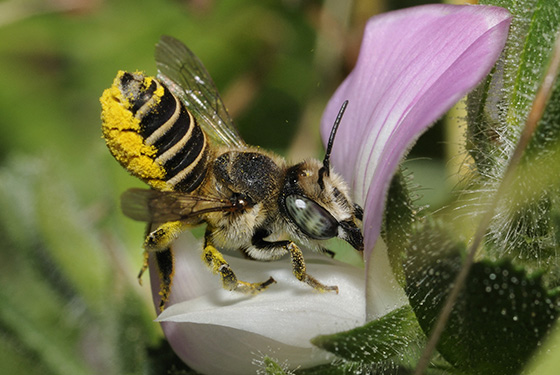 Les insectes pollinisateurs, acteurs essentiels de la nature