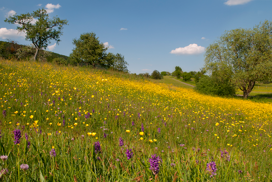 Biodiversite Agricole Agromousquetaires Avance Avec Noe