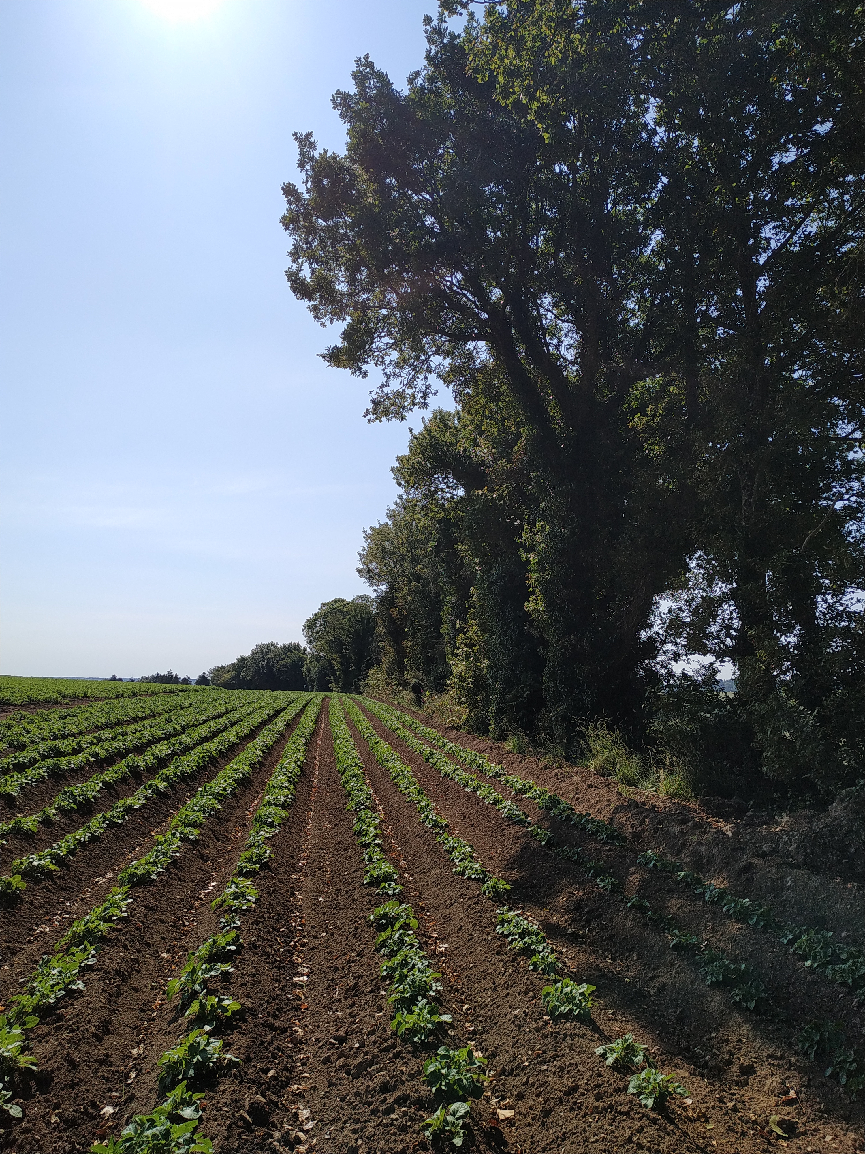 Légende : Une des parcelles de Gilles Le Meur, agriculteur très investi dans la préservation de la biodiversité, en Bretagne