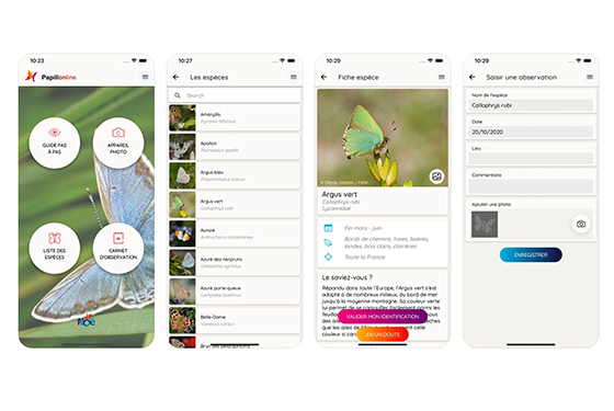 Noé lance l’application Papillonline pour améliorer le suivi des papillons communs en France