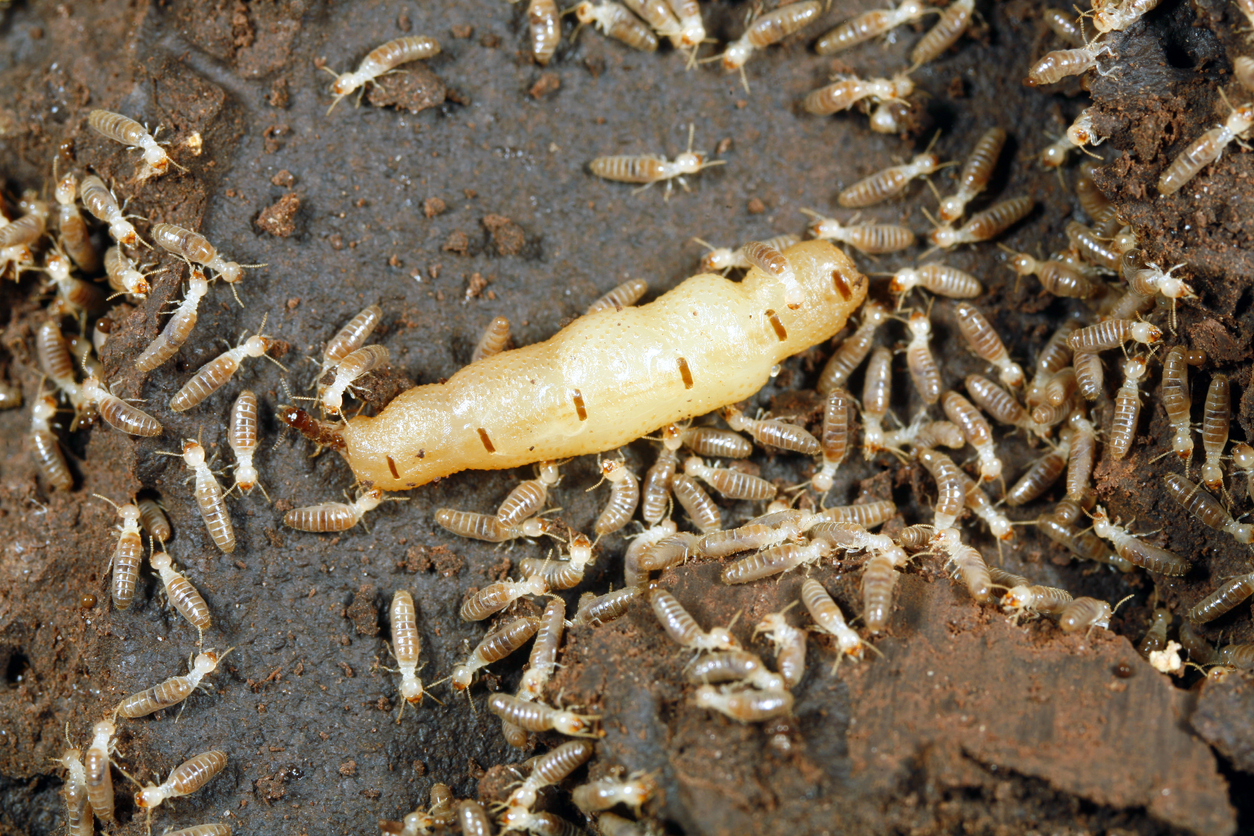 Termite bois : informations et conseils