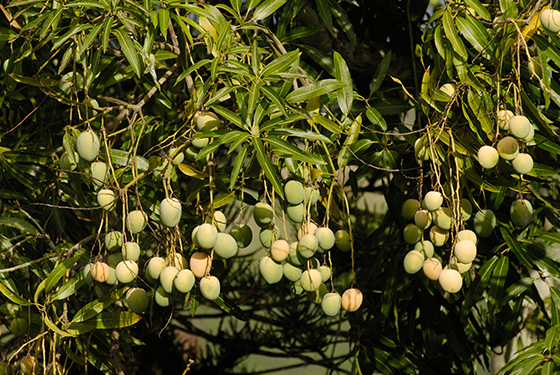 Le Beurre de mangue : bienfaits et propriétés - Simkha Biocosmétiques