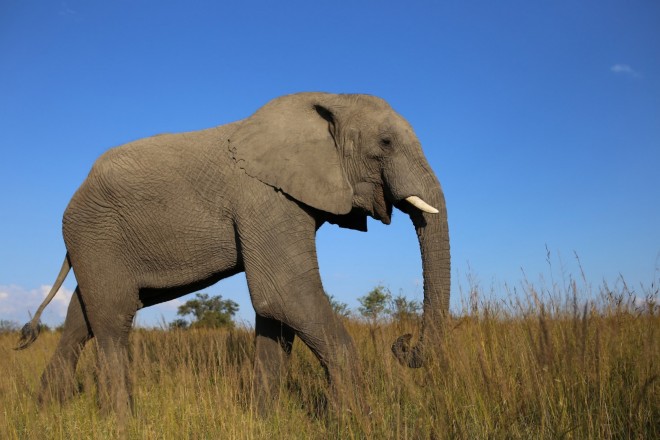 Elephants De Savane Et Elephants De Foret Elephants De Savane Et Elephants De Foret
